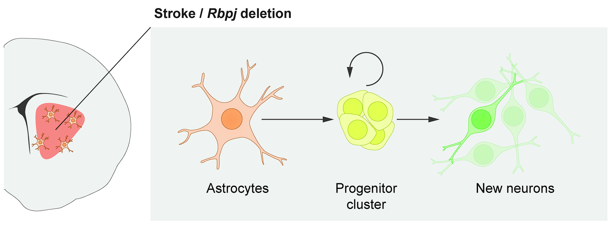 Astrocytes as a source of new nerve cells
