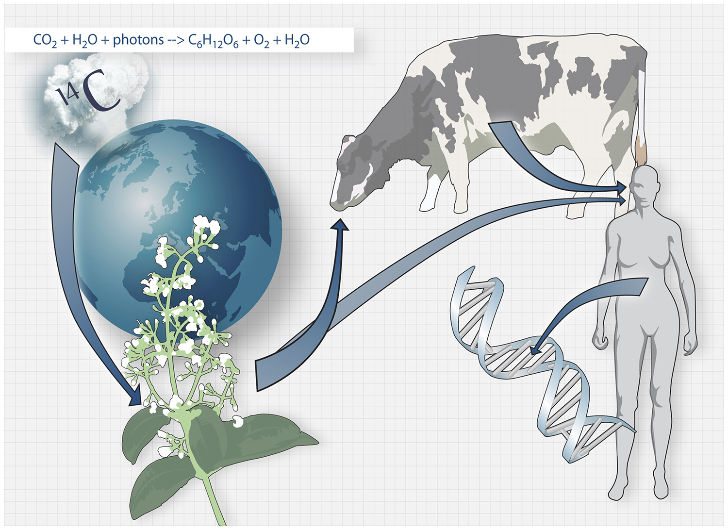 Carbon dating human cells